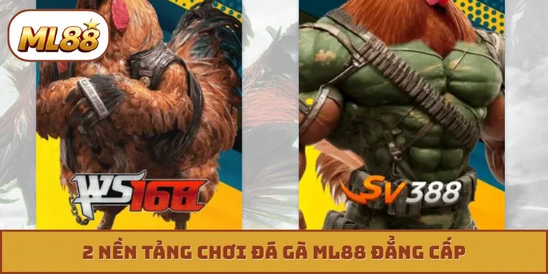 Đá gà ML88 2 nền tảng chơi đá gà ML88 đẳng cấp