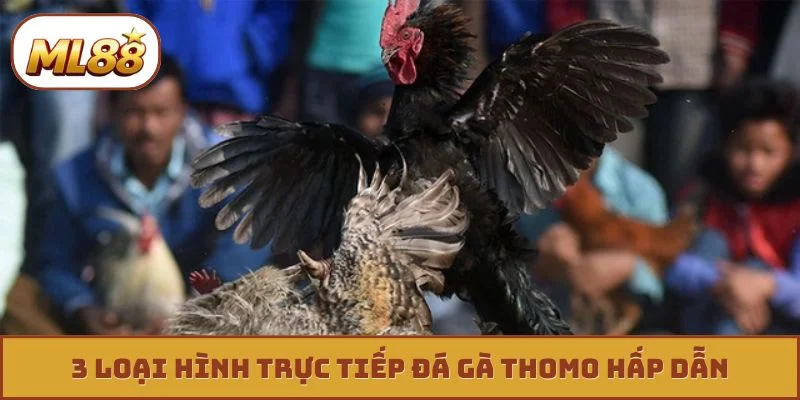 Săn Kèo Trực Tiếp Đá Gà Thomo - Thắng Lớn Mỗi Ngày 3 loại hình trực tiếp đá gà thomo hấp dẫn