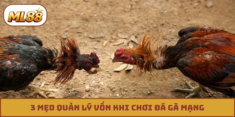 3 mẹo quản lý vốn khi chơi đá gà mạng