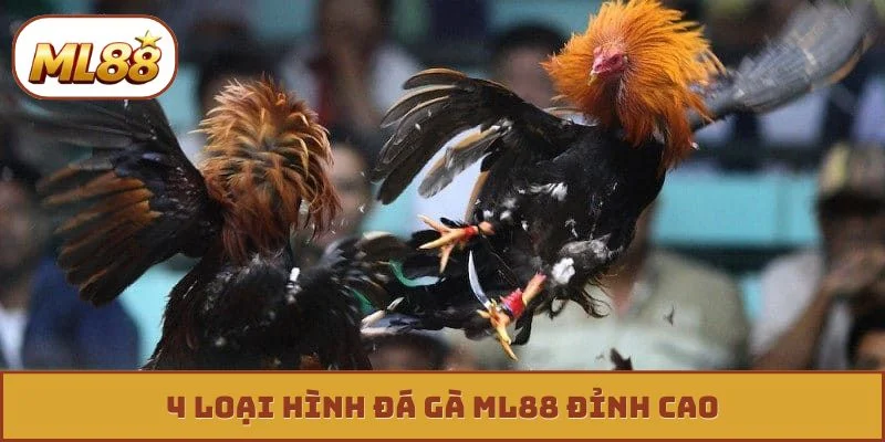 Đá gà ML88 4 loại hình đá gà ML88 đỉnh cao