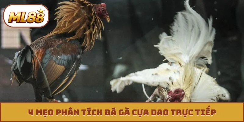 Đá Gà Cựa Dao Trực Tiếp - 4 Tuyệt Kỹ Săn Thưởng Cực Khủng 4 mẹo phân tích đá gà cựa dao trực tiếp