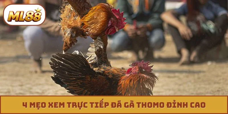 Săn Kèo Trực Tiếp Đá Gà Thomo - Thắng Lớn Mỗi Ngày 4 mẹo xem trực tiếp đá gà thomo đỉnh cao