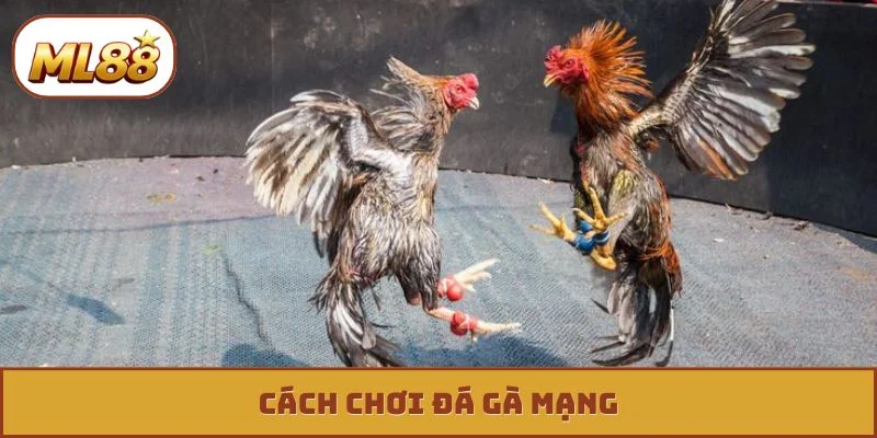 Đá Gà Mạng - 3 Tuyệt Kỹ Xem Tướng Chiến Kê Bất Bại Đá gà mạng ml88