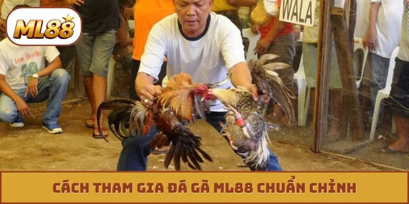 Đá gà ML88 Cách tham gia đá gà ML88 chuẩn chỉnh