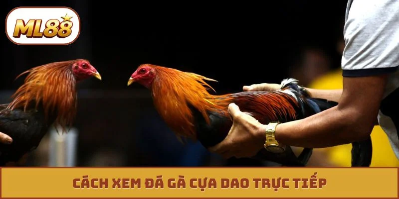 Đá Gà Cựa Dao Trực Tiếp - 4 Tuyệt Kỹ Săn Thưởng Cực Khủng đá gà cựa dao trực tiếp ml88