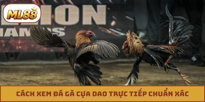 Đá Gà Cựa Dao Trực Tiếp - 4 Tuyệt Kỹ Săn Thưởng Cực Khủng Cách xem đá gà cựa dao trực tiếp chuẩn xác