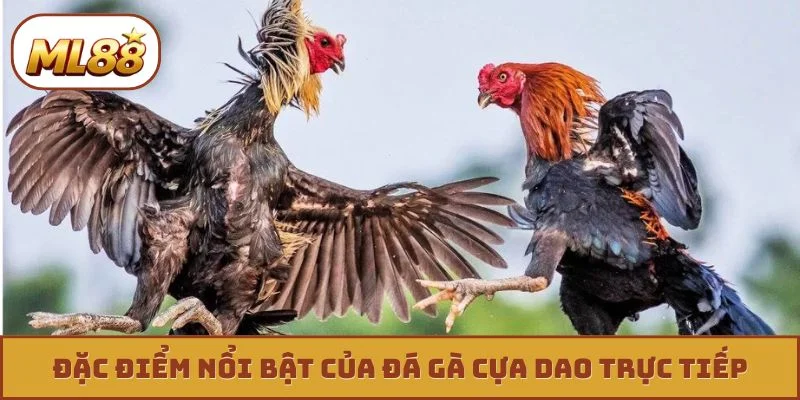 Đá Gà Cựa Dao Trực Tiếp - 4 Tuyệt Kỹ Săn Thưởng Cực Khủng Đặc điểm nổi bật của đá gà cựa dao trực tiếp