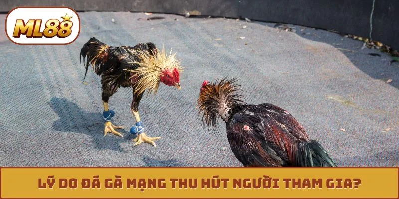 Lý do đá gà mạng thu hút người tham gia?