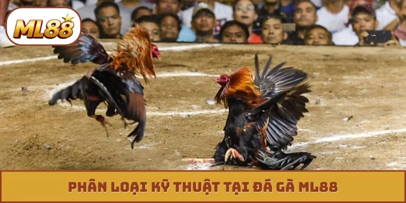 Đá gà ML88 Phân loại kỹ thuật tại đá gà ML88