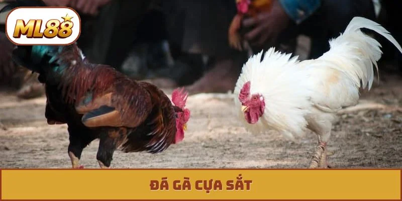 Đá Gà Cựa Sắt - Phân Tích, Nhận Diện Đòn Cáo Cực Chuẩn Đá gà cựa sắt ml88