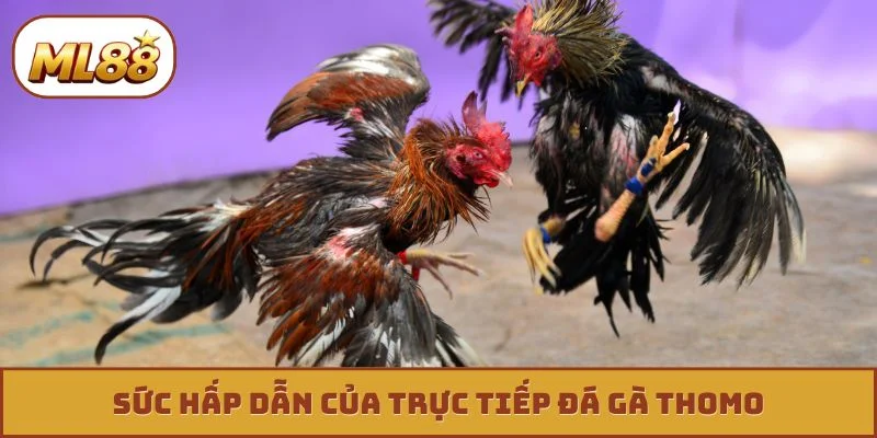 Săn Kèo Trực Tiếp Đá Gà Thomo - Thắng Lớn Mỗi Ngày Sức hấp dẫn của trực tiếp đá gà thomo