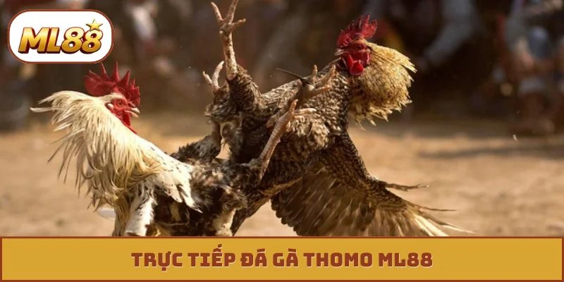 Săn Kèo Trực Tiếp Đá Gà Thomo - Thắng Lớn Mỗi Ngày trực tiếp đá gà thomo ml88